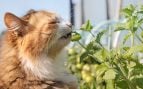 Gato disfrutando de la hierba gatera, uno de los casos más conocidos de consumo de drogas por animales.