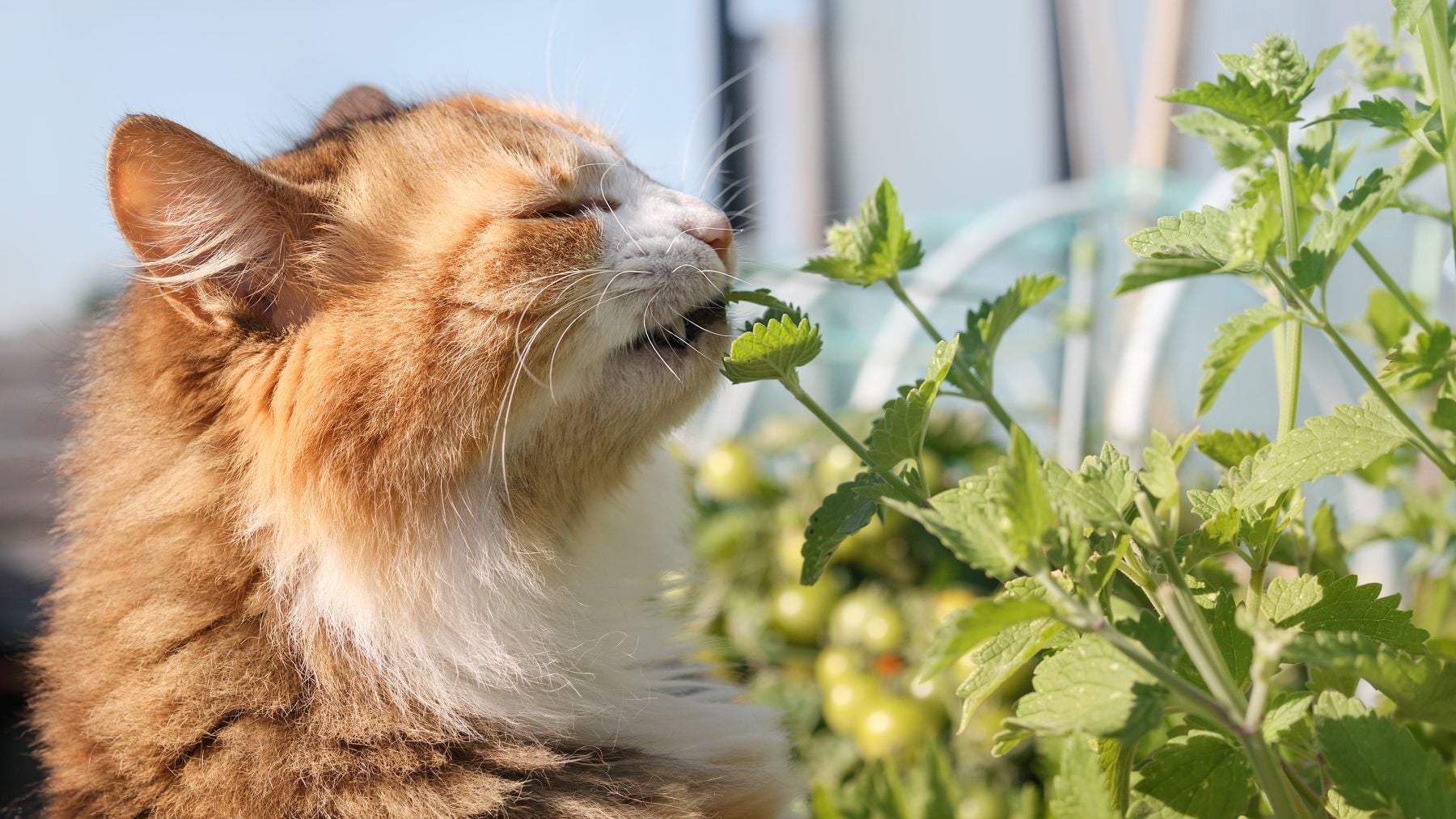 Gato disfrutando de la hierba gatera, uno de los casos más conocidos de consumo de drogas por animales.