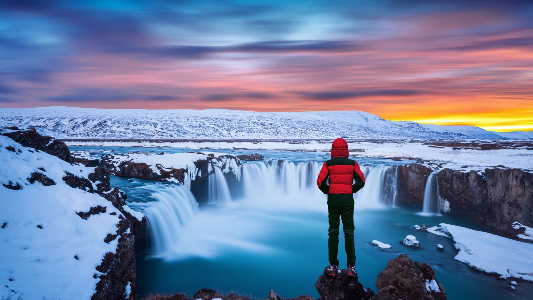 Científicos están lanzando aves en peligro de extinción desde acantilados hacia el mar y puede parecer cruel pero es necesario