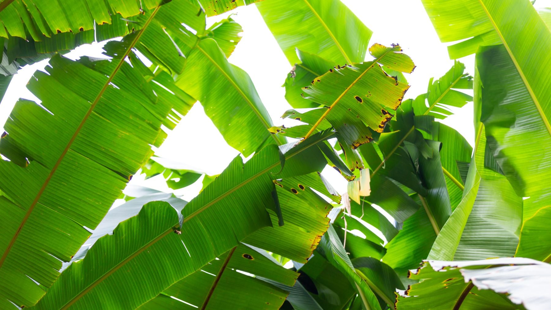 La ciencia no da crédito pero están aprovechando los troncos de banano para hacer ropa