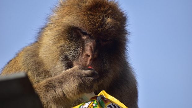 monos-gibraltar-m&ms