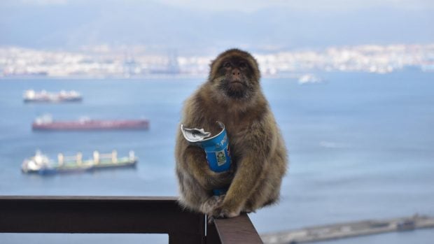 monos-gibraltar-patatas