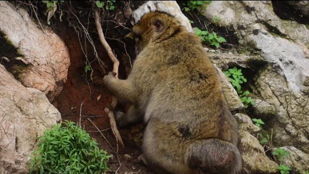 monos-gibraltar-tierra