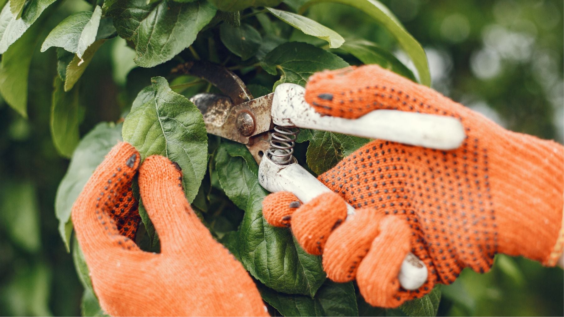 Poda de árboles. Foto: Freepik