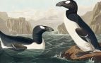 Alca gigante, animal, curiosidades, fauna