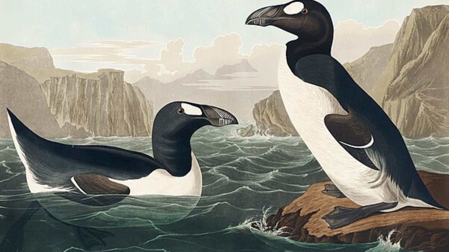 Parece un pinguïno gigante, pero es un extraño animal extinto desde el siglo XIX que solo sobrevivió en Islandia