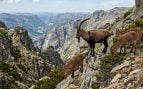 Cabra, animal, fauna, naturaleza