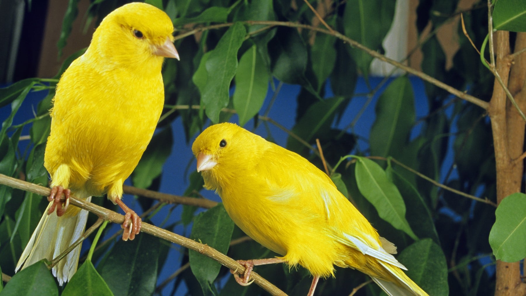 Neurocientíficos sorprenden con una IA que puede descifrar con el canto de los canarios el lenguaje humano