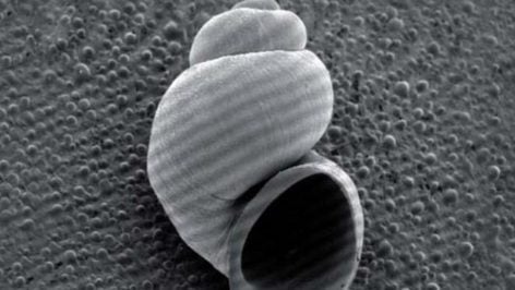 Molusco de San Vicente de Lérida. Foto: manuelcangrejo.net