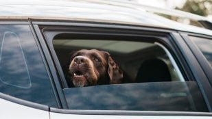 Perros, animales, mascotas