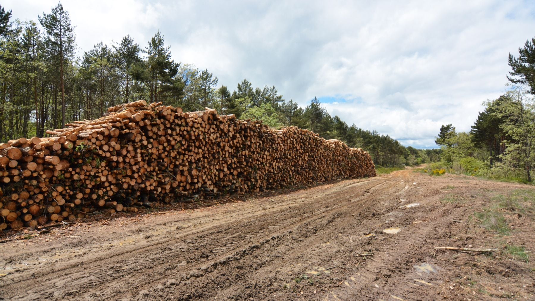 Tala de árboles para el Tour de Francia.