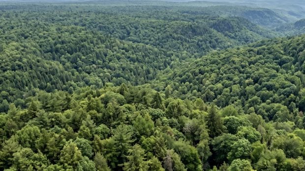 &aacute;rboles, bosque, naturaleza