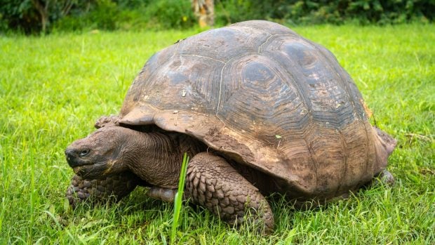 Llega el primer eclipse del Trío Ibérico: así afectan a los animales estos fenómenos astronómicos