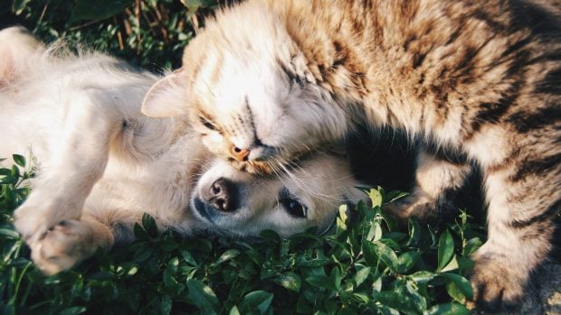perro y gato