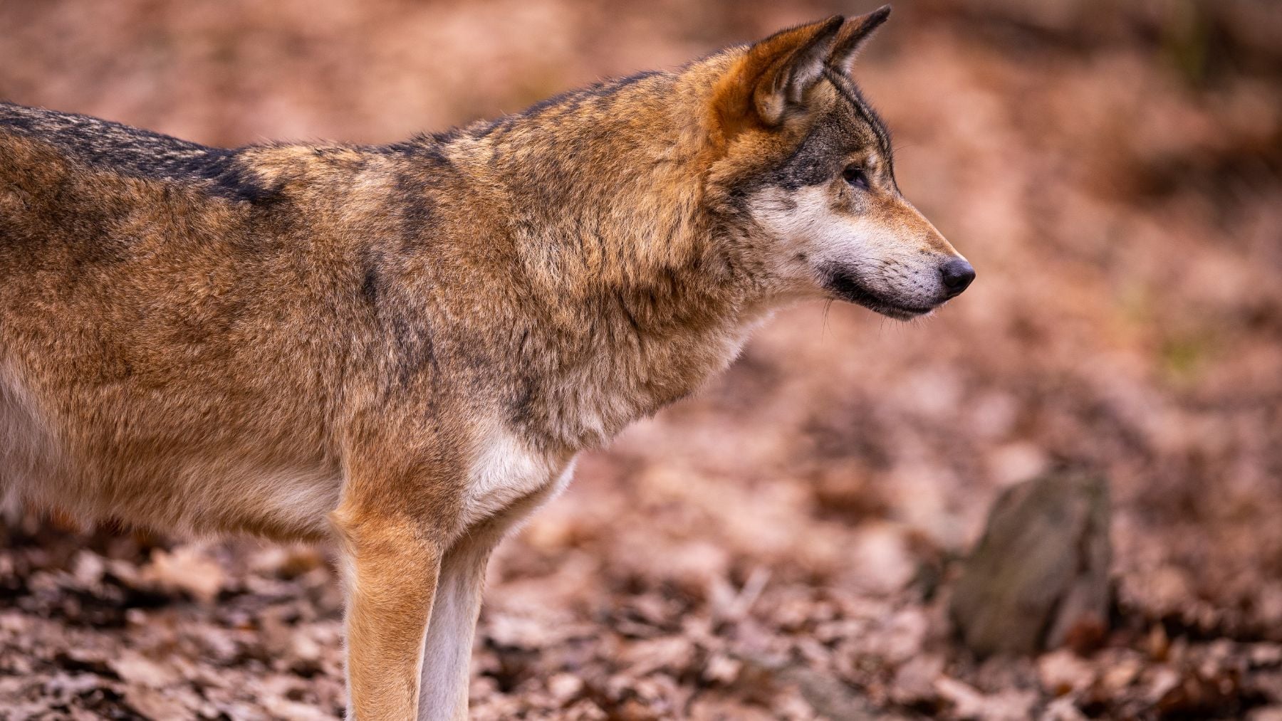 Una niña de 22 meses, en estado crítico tras ser atacada por un perro lobo en Talavera de la Reina