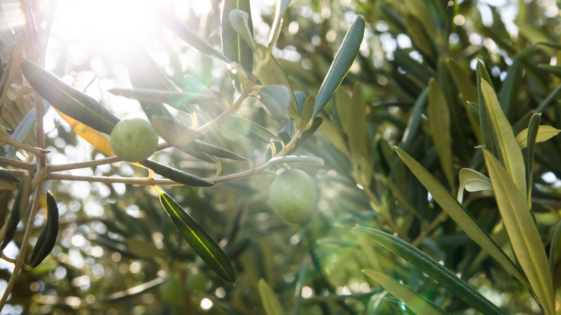 España desafía las leyes de la construcción con un material inaudito: utiliza biocarbón de olivares para asfaltar carreteras y aceras