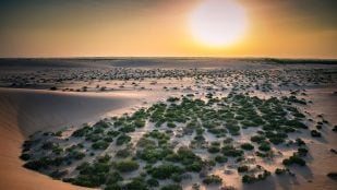 Desierto de Arabia Saudí