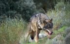 Lobos, animales, curiosidades