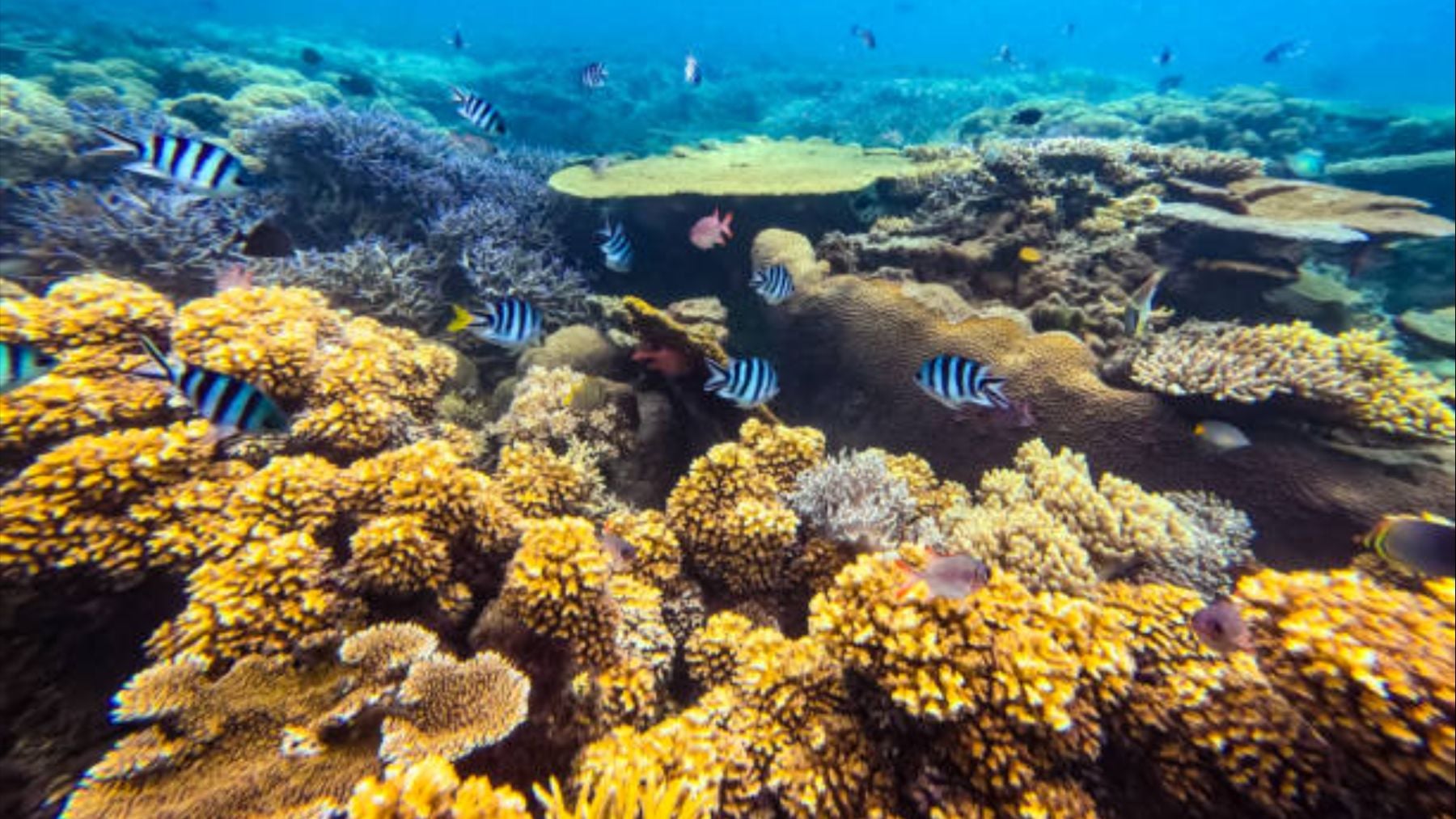 Los oceanógrafos ponen el grito en el cielo: el 89% de los espacios marinos protegidos en Canarias sufre la falta de gestión activa