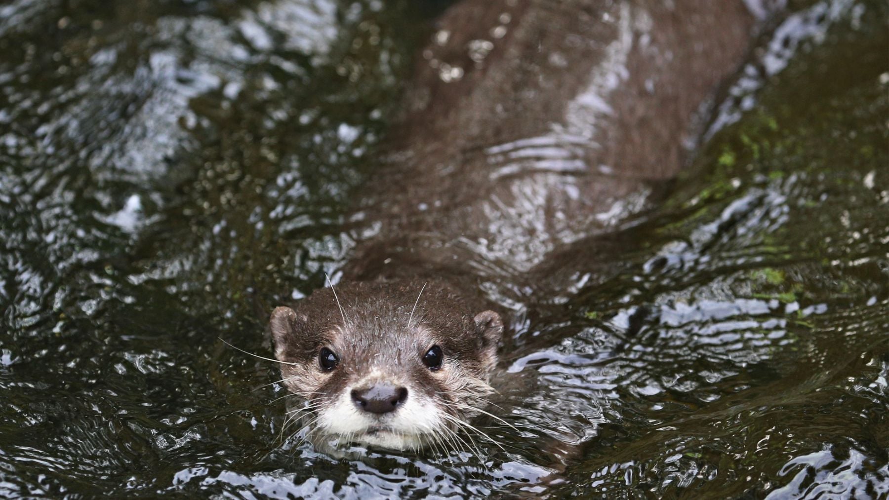 Nutria. Foto: Freepik