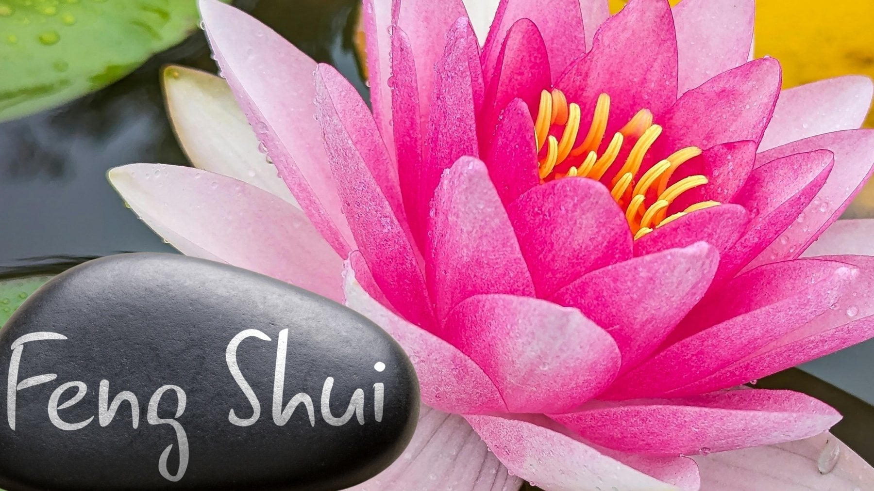 Qué significa tener calas en tu casa y dónde debes colocarlas para atraer la buena energía, según el Feng Shui