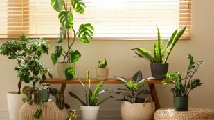 Potasio para las plantas