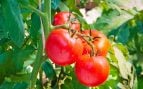 Tomates más grandes