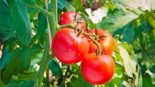 Tomates más grandes