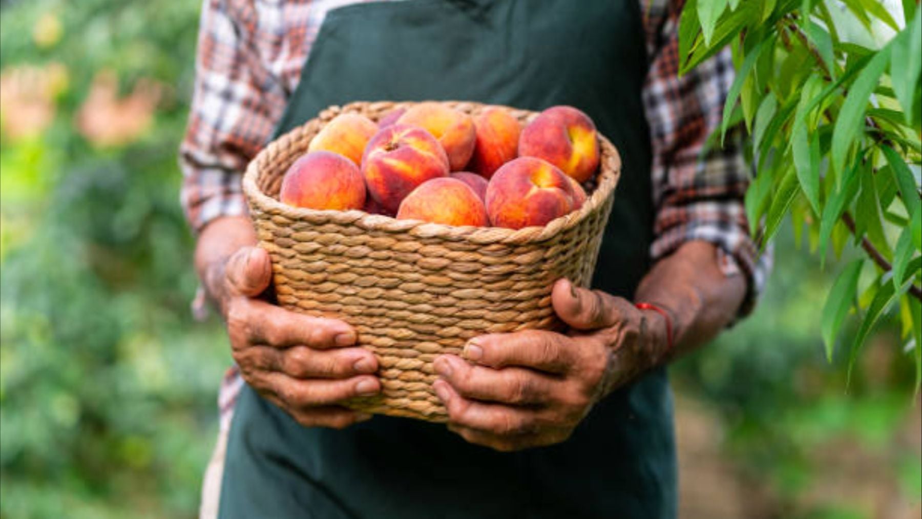 Un agricultor fue arrestado y multado con más de 1,8 millones de euros por plantar y vender fruta sin permiso