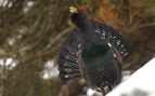 Multas en Castilla y León por el urogallo, protección urogallo en Castilla y León, qué pasa con el urogallo de León, multas para defender al urogallo.