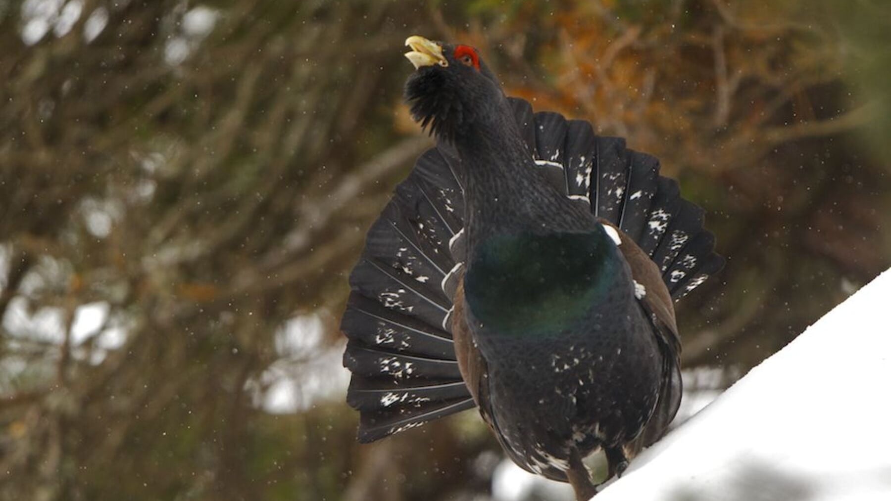 Ya es oficial: si entras por la noche en zonas de urogallo en Castilla y León, te pueden multar con hasta 200.000€