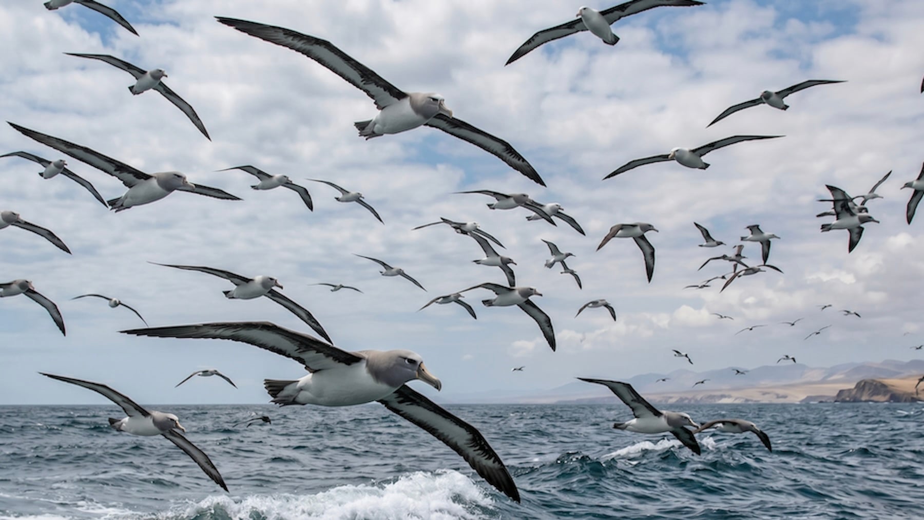 Los zoólogos claman por una solución: los albatros mueren en Perú enganchados en los anzuelos de los pescadores