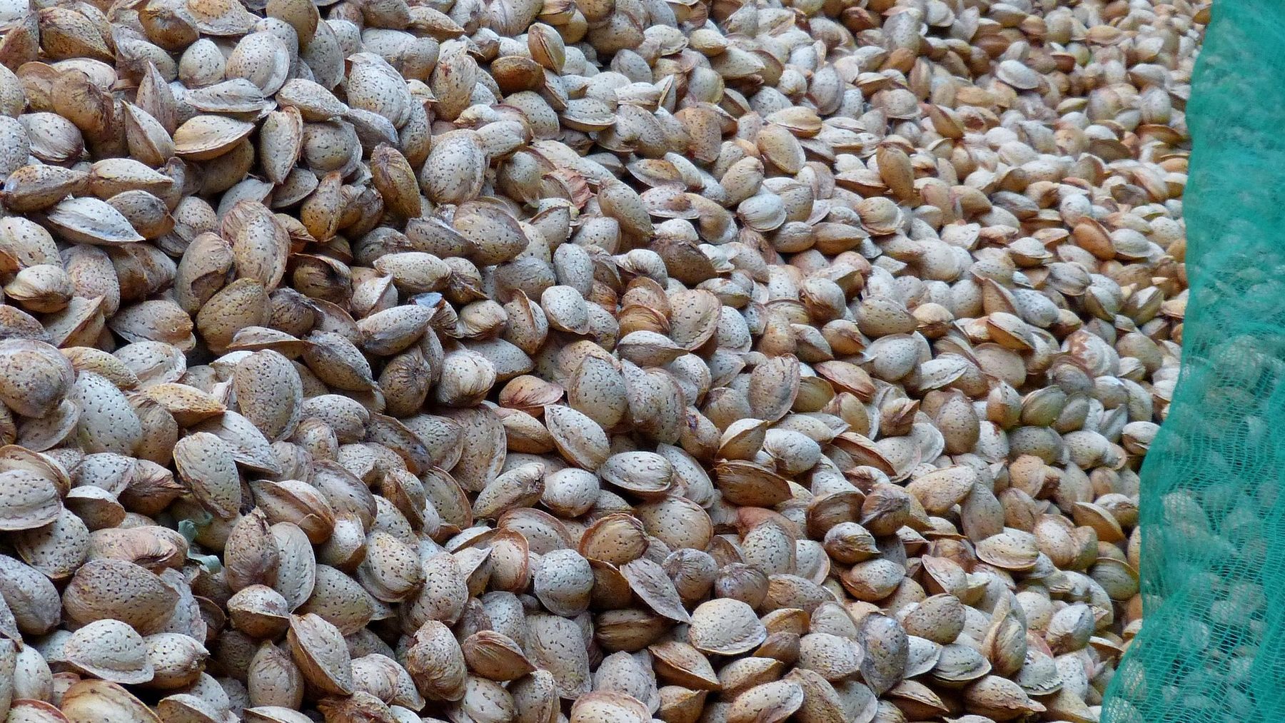 Los expertos ponen el grito en el cielo y advierten: el campo español rebosa de almendros, y no hay mercado para todos