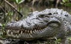 Cocodrilo, reptiles, animales