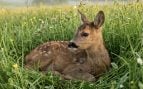 corzo, animales