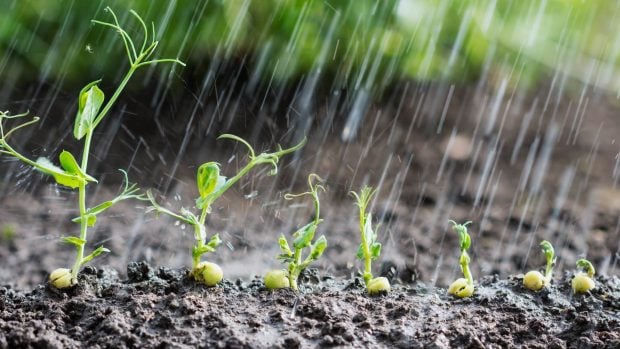 crecimiento semillas