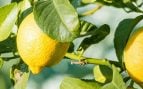 El limonero