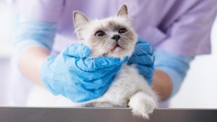 Perros y gatos donar sangre