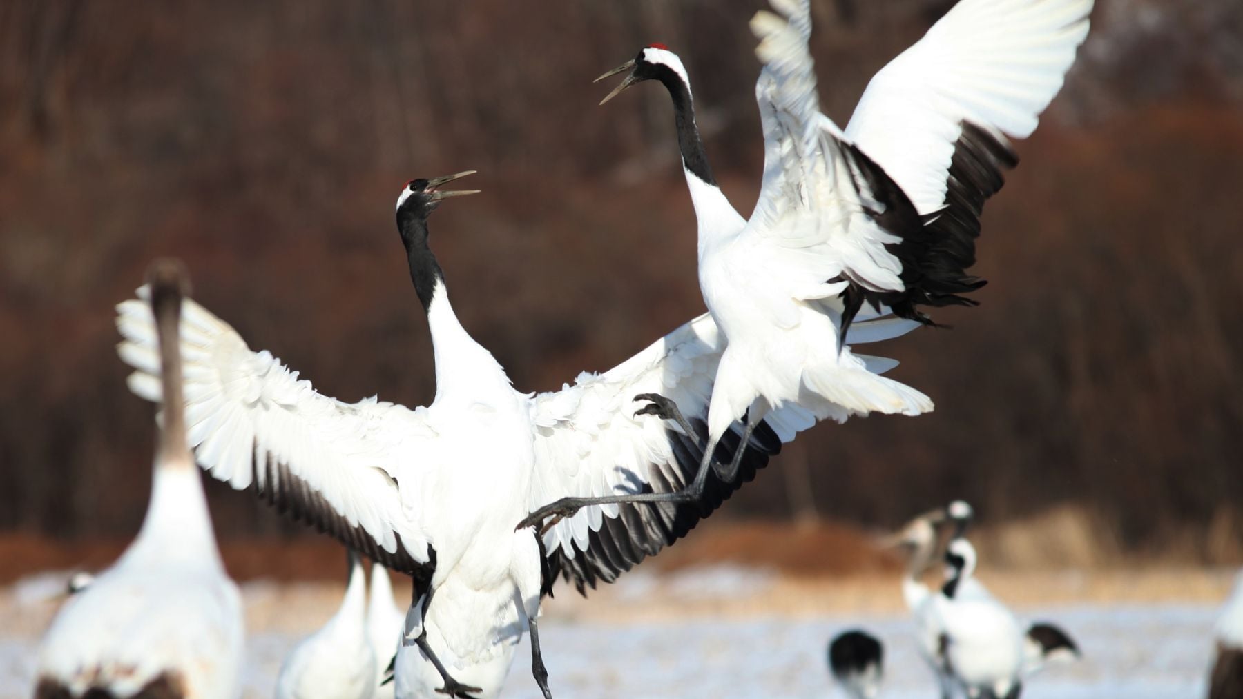 Nadie lo ha visto venir: una app aragonesa emplea IA para contar grullas en segundos con una precisión exacta