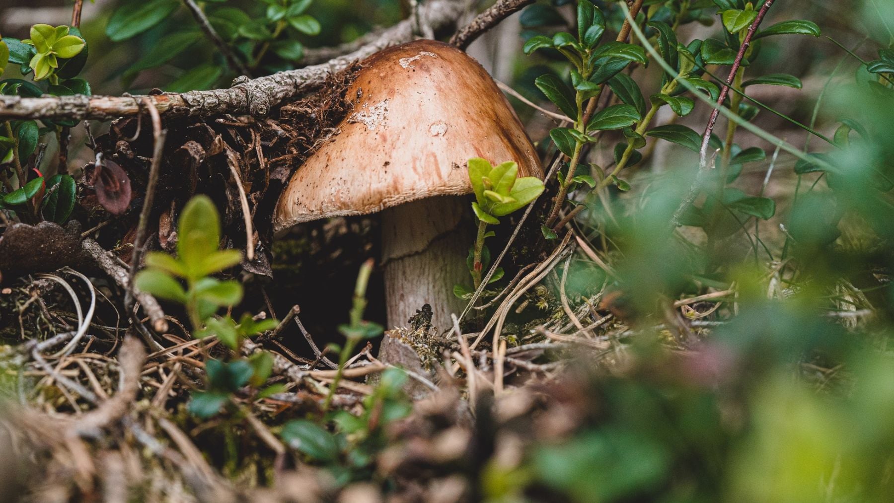 La naturaleza no deja de sorprender: Japón descubre que los hongos de los bosques se comunican con electricidad