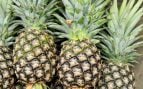 Usan piña para cultivar en el desierto, Emiratos Árabes cultiva en el desierto con residuos de piña, investigación agrícola para cultivar en el desierto, agricultura Emiratos Árabes.