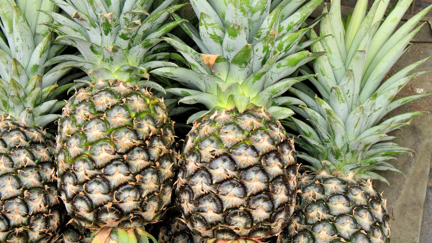 El prodigio que nadie ha visto venir: los Emiratos Árabes usan residuos de piña para poder cultivar en el suelo del desierto