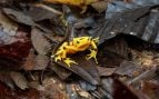 Rana dorada panameña (Atelopus zeteki) recientemente liberada en su hábitat natural por el Proyecto de Rescate y Conservación de Anfibios de Panamá (PARC). Crédito: Ana Endara // STRI