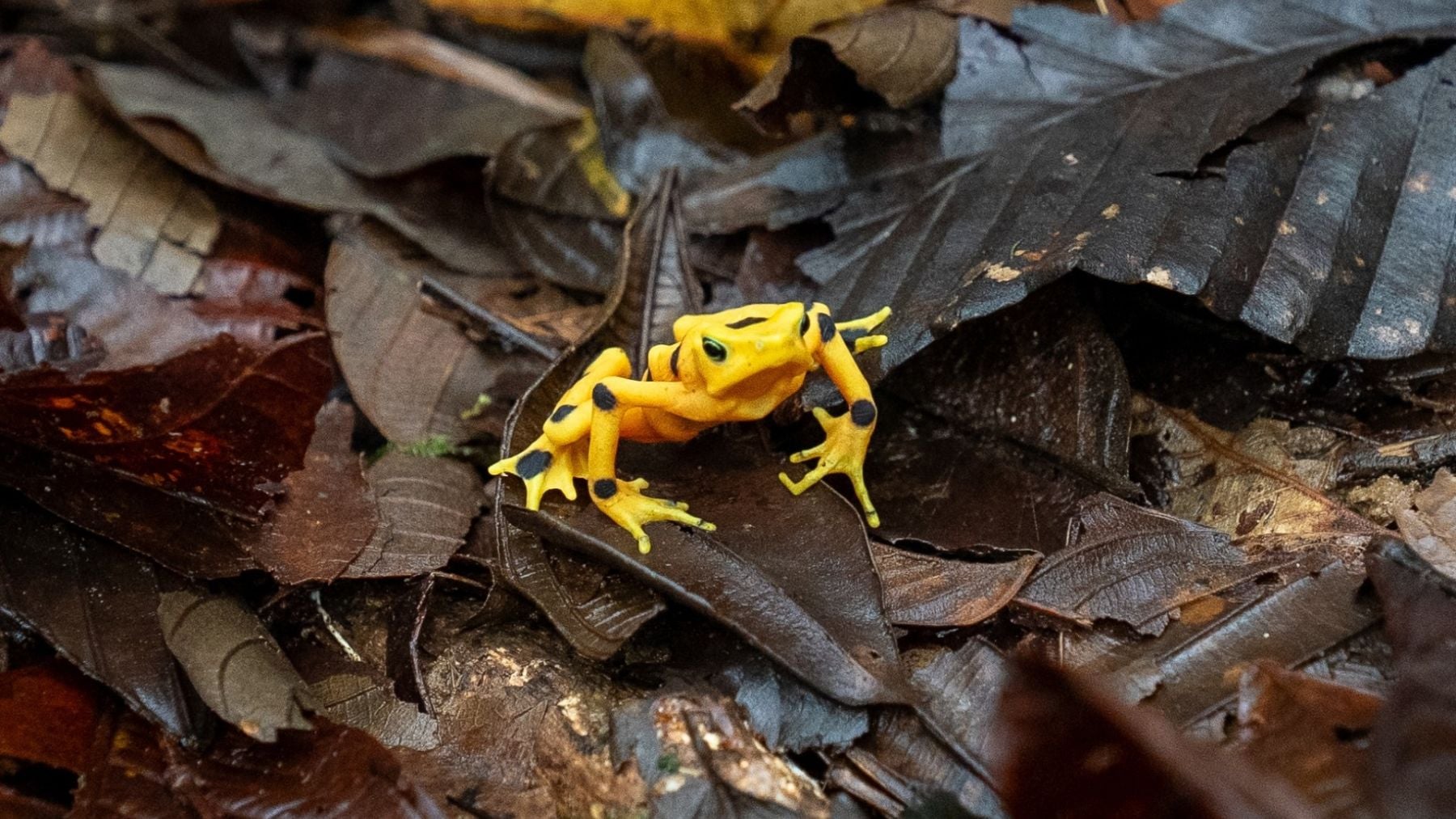 Este mítico animal podría volver a los bosques de Panamá tras más de 15 años desaparecido en estado salvaje