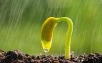semillas lluvia