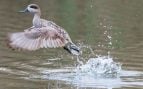 Cerceta pardilla, especie en peligro de extinción en España y también a nivel europeo.