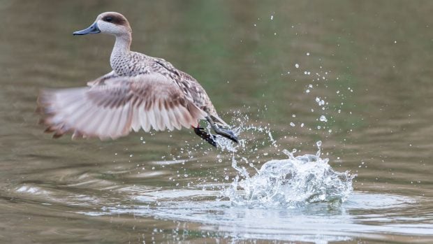 Cerceta pardilla, especie en peligro de extinción en España y también a nivel europeo.
