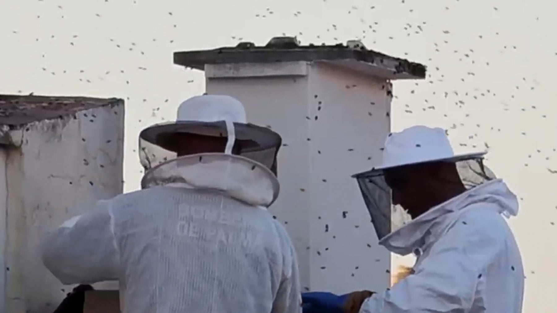 Un gigantesco panal de abejas invasoras pone en jaque a un edificio en Palma y obliga a intervenir a los bomberos