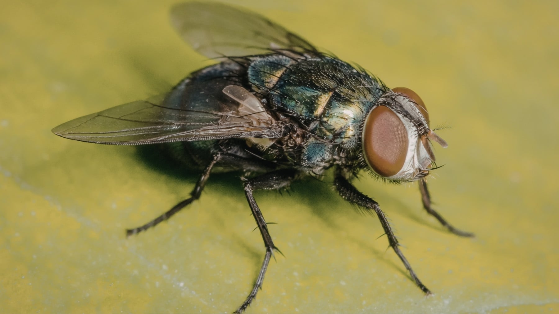 Las moscas aparecen en verano pero no es sólo por el calor, es una mezcla de factores y la solución para acabar con ellas está en tu mano
