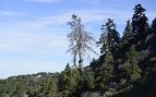 Flora, Andalucía, árbol, naturaleza
